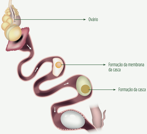 produção de ovos férteis e a qualidade da casca