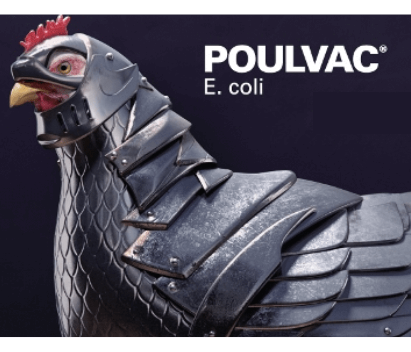 E. coli desafia avicultores – Saiba como proteger o seu...