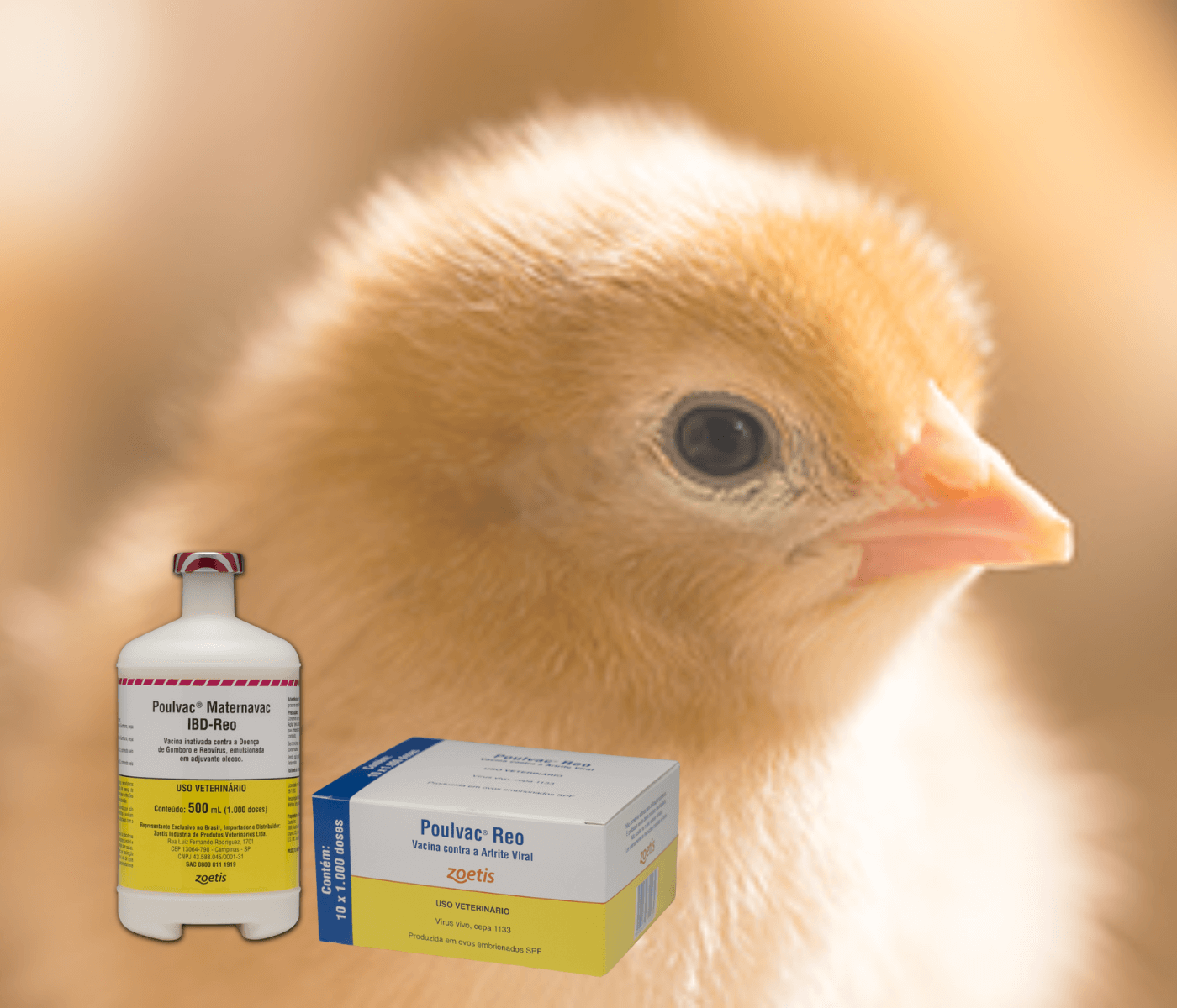 A importância de combater o reovírus na avicultura