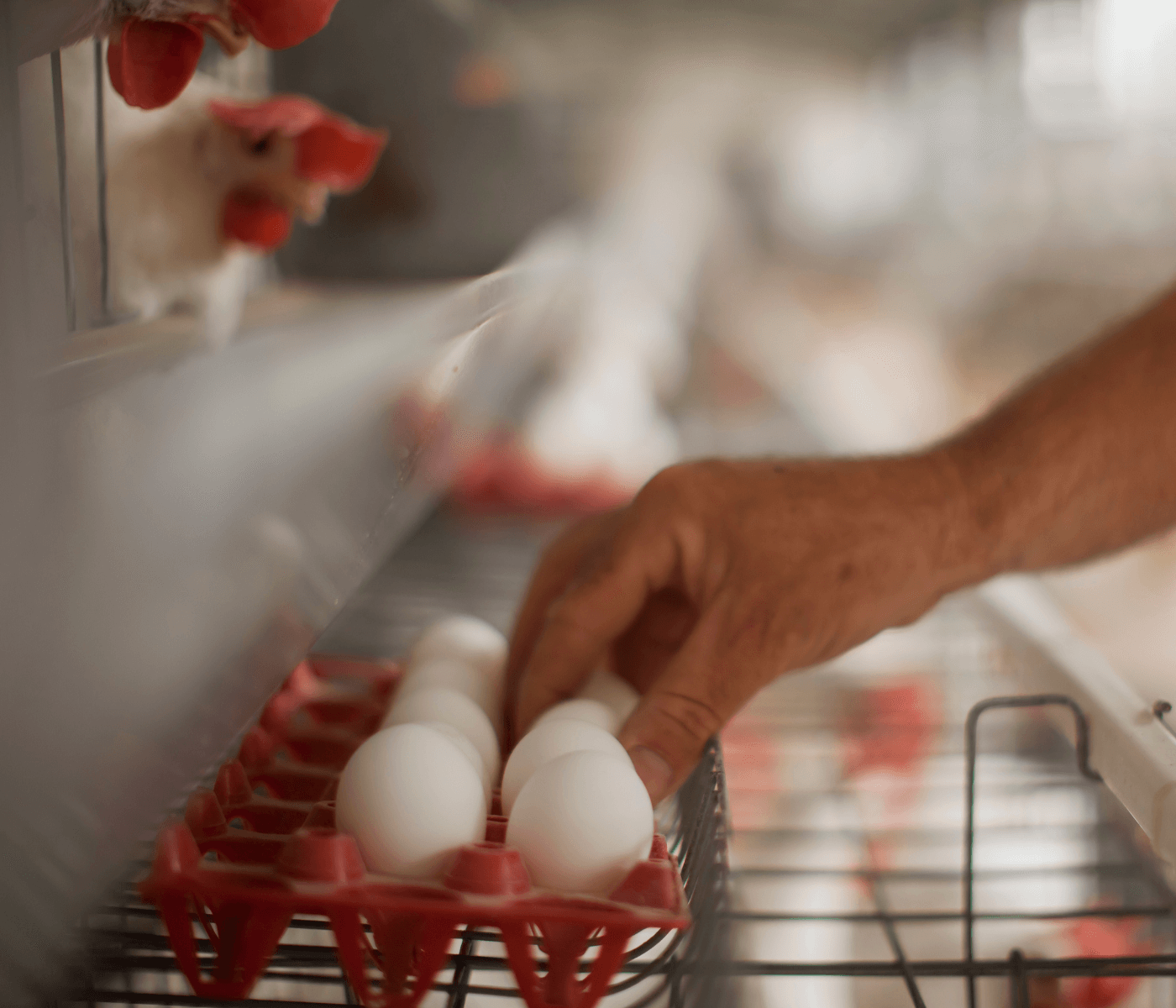 Simpósio debate cadeia de produção de ovos em Pernambuco