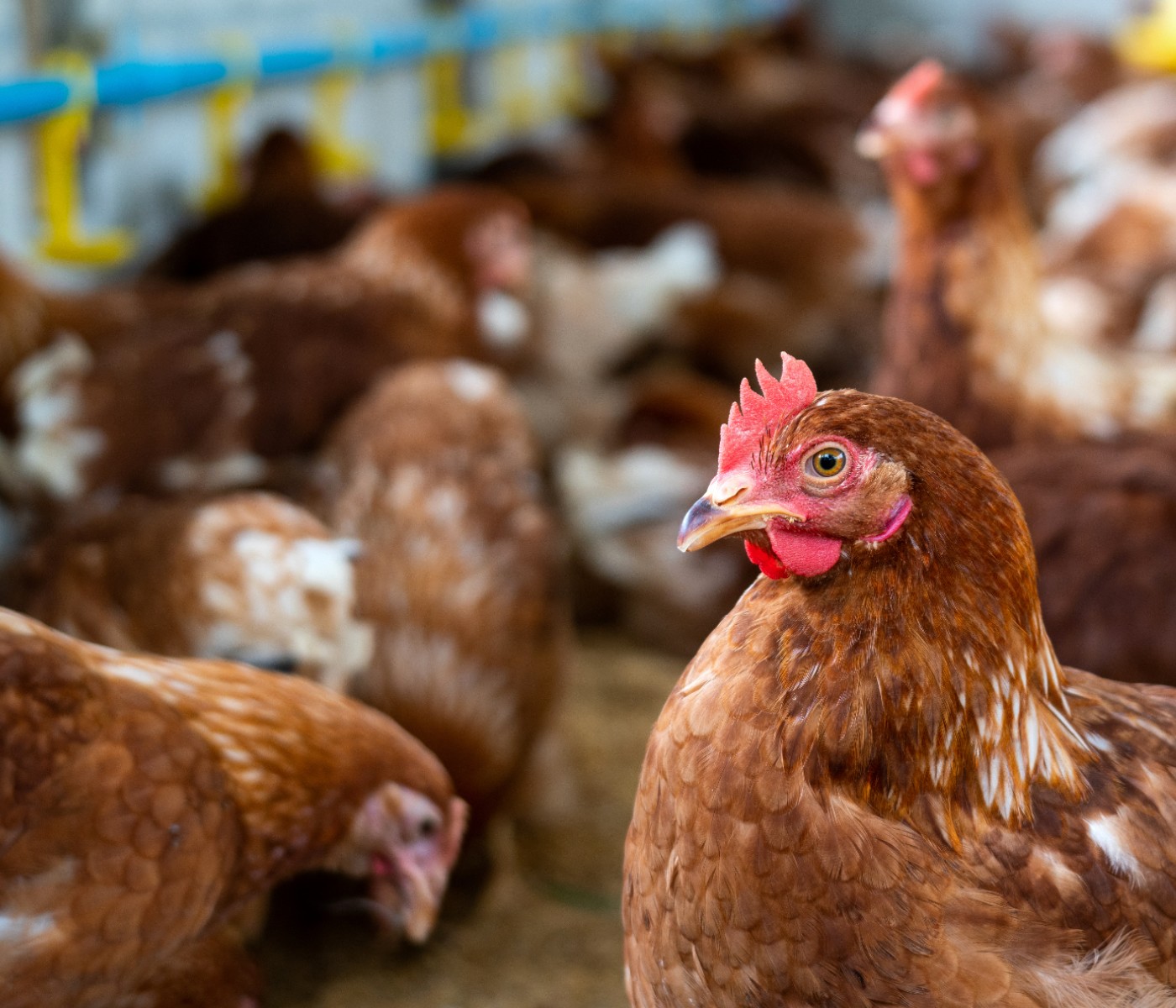 Guatemala: Avicultura impulsa el desarrollo agropecuario y provee proteína de alto valor nutricional