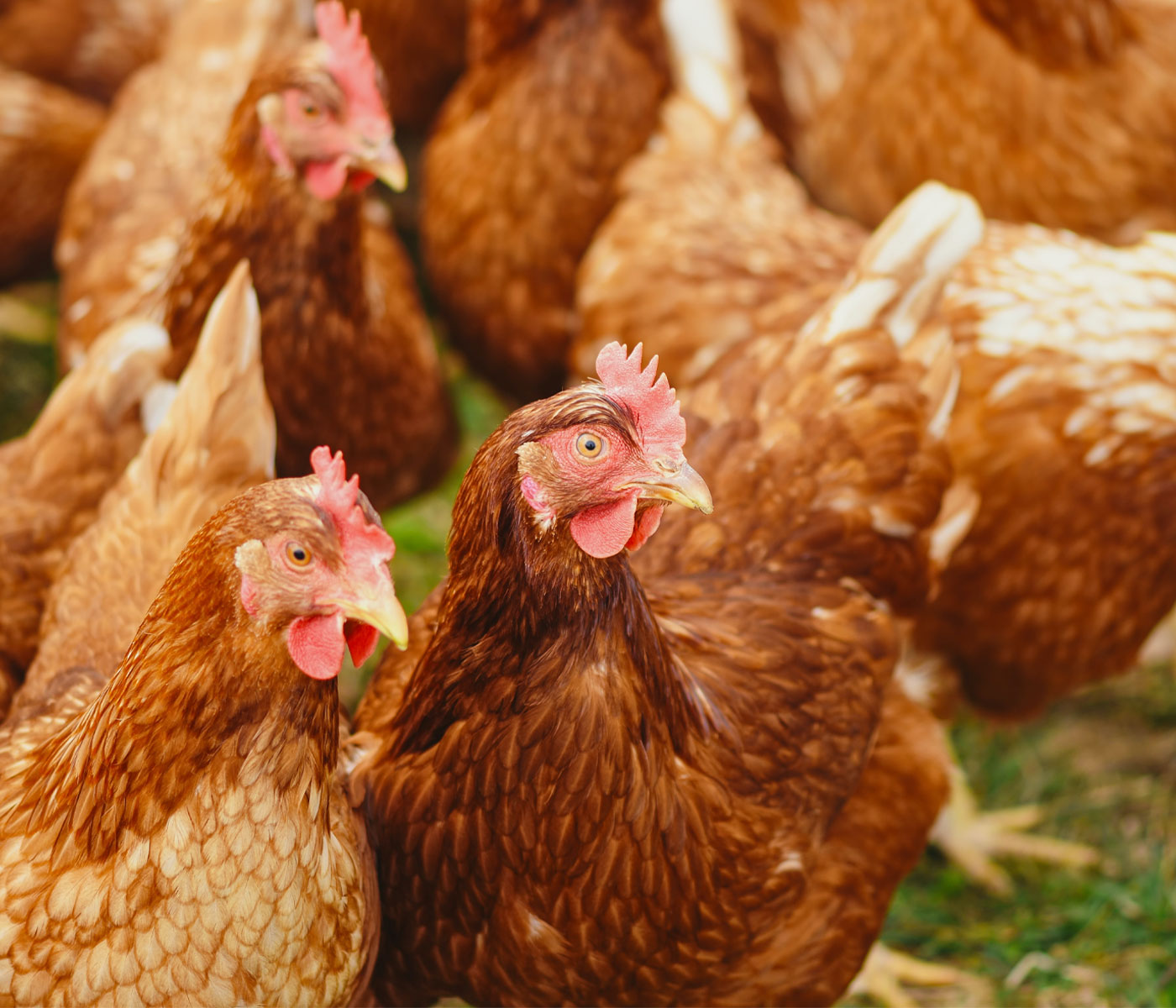 Castilla y León destina más de 260.000 euros en ayudas para avicultura