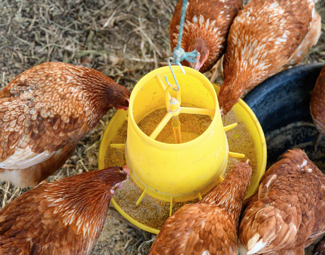 Producción avícola sostenible