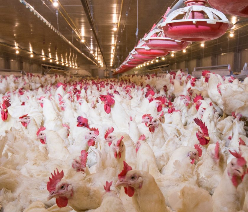 Desafíos de nutrición y manejo: Ante las tendencias actuales en la producción avícola