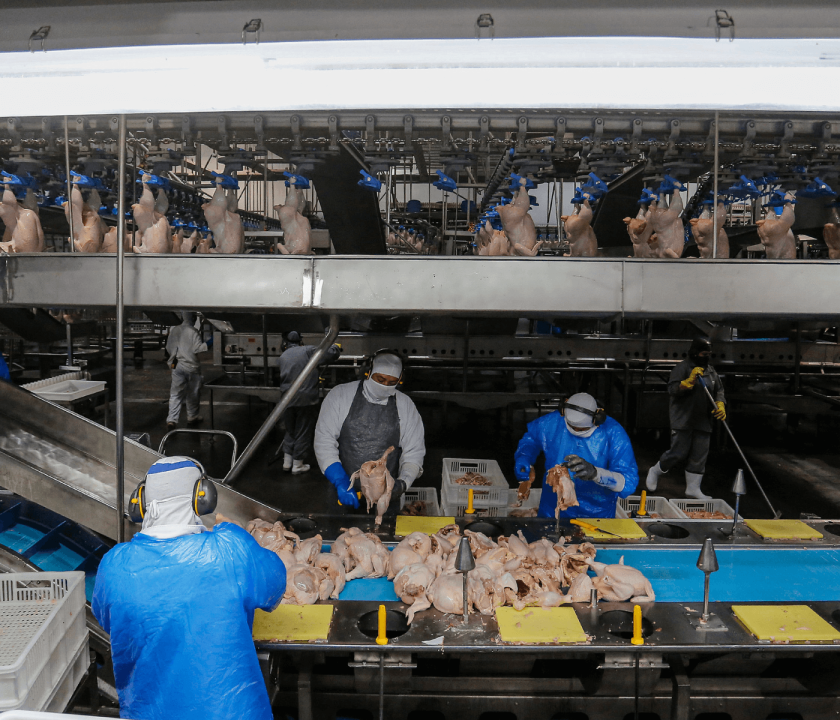 Paraná mantém liderança nacional na avicultura