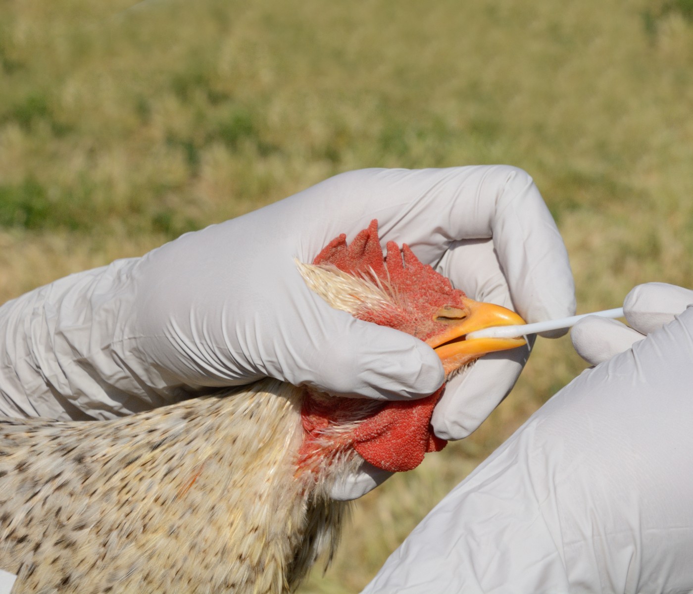 Ecuador declara Emergencia Sanitaria por Influenza Aviar: 180.000 aves sacrificadas