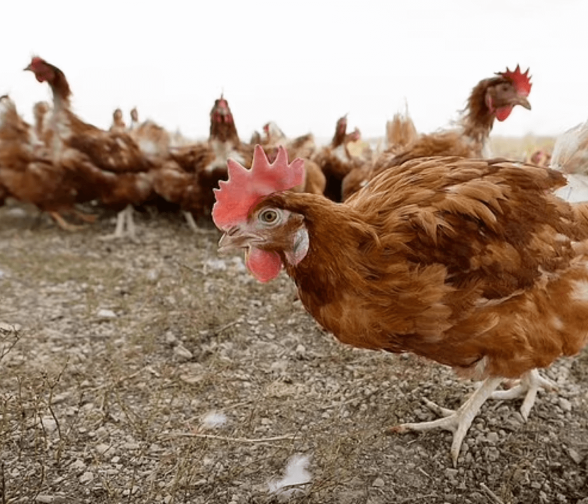 influenza aviária em galinha