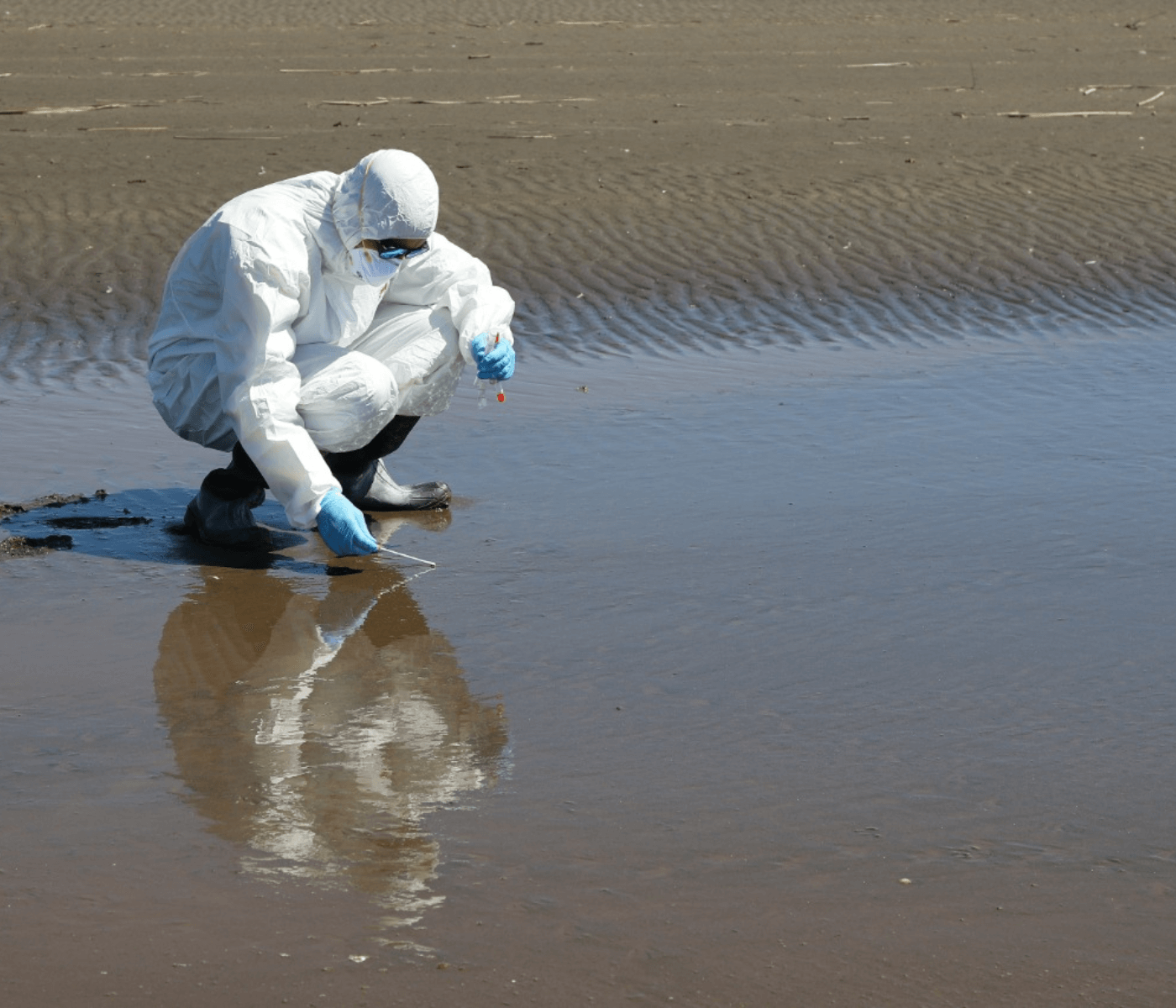 Primeiro caso de influenza aviária é confirmado no Chile