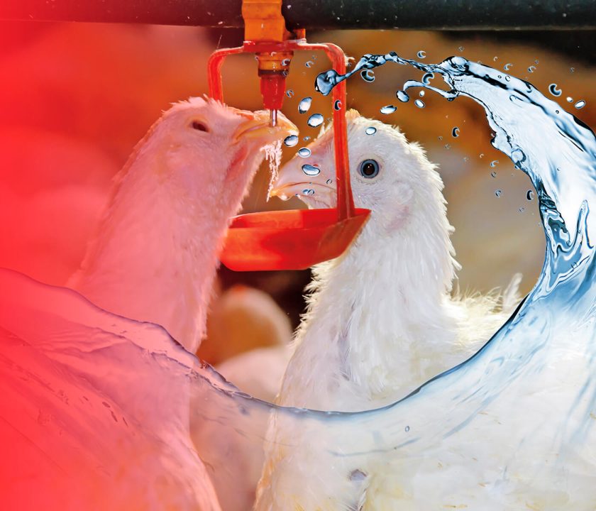 qualidade da água na avicultura