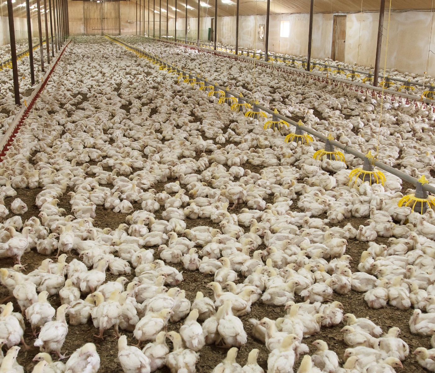 Perú: Productores avícolas refuerzan medidas de bioseguridad ante Influenza Aviar...