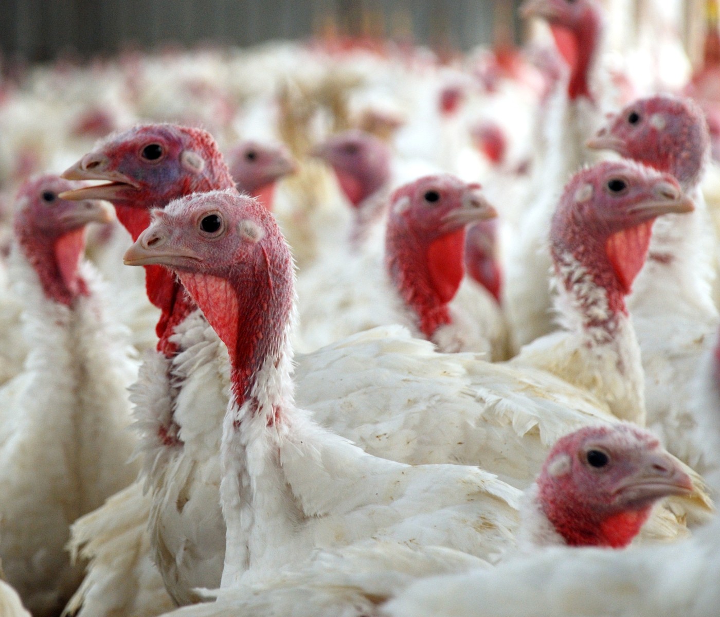 Exportações de carne de peru registram alta de 17,8% em 2023 - aviNews, the global poultry magazine