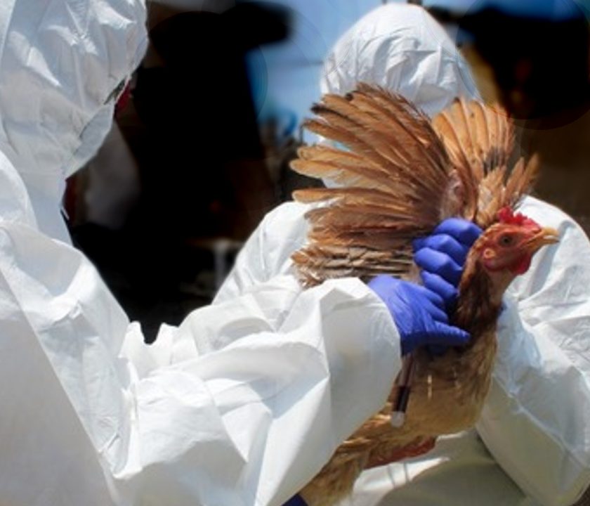Peru-influenza-aviar-emergencia-sanitaria y vacunación aves