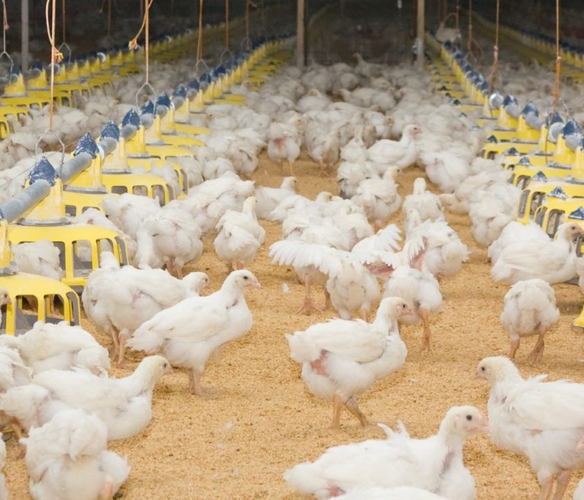 Perú: Se evidencia un crecimiento de 2,3% en la producción de pollo de engorde