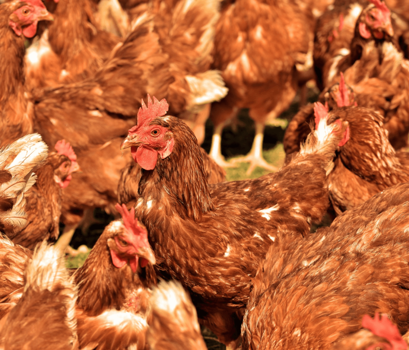 prevenção à influenza aviária no Brasil