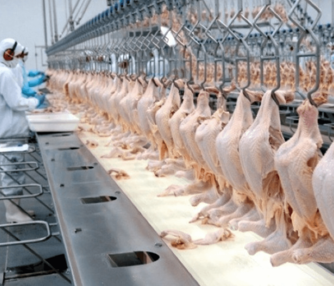 Singapura e Catar aumentam, respectivamente, 87% e 59% a receita com exportações de frango brasileiro