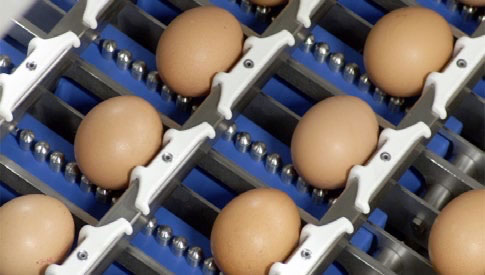 Huevos Velasco incorpora una clasificadora Ardenta 70 Sanovo 