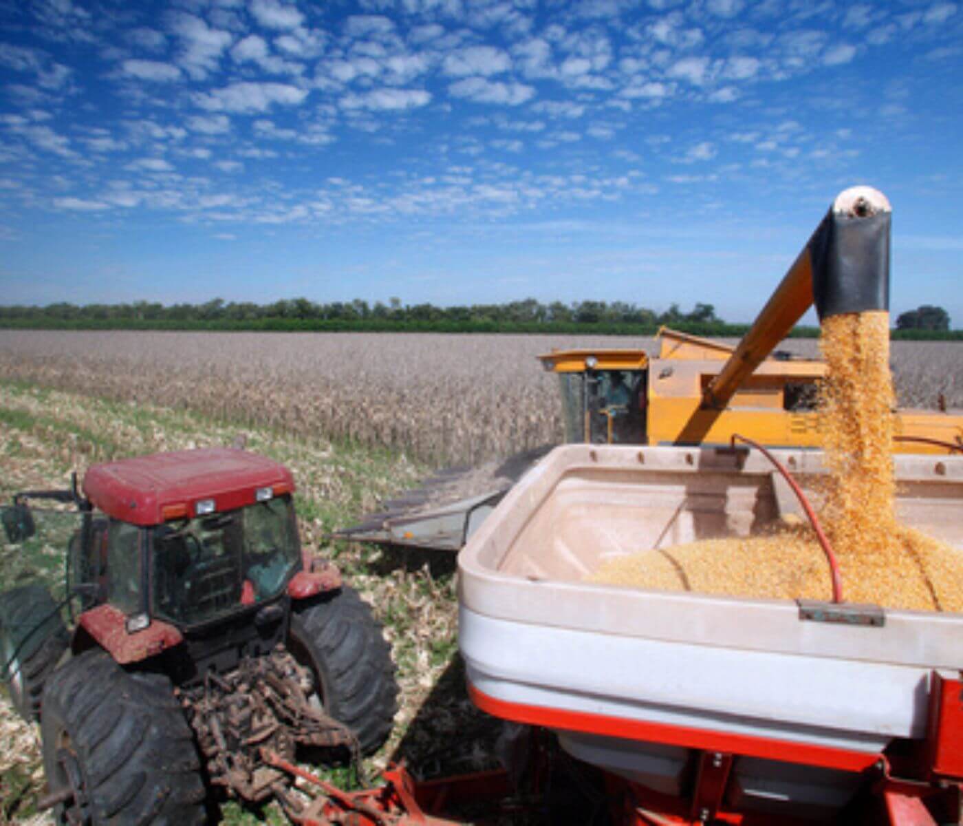 قد يتم تقليص المساحة لزرع الذرة في أوكرانيا بحلول عام 2023