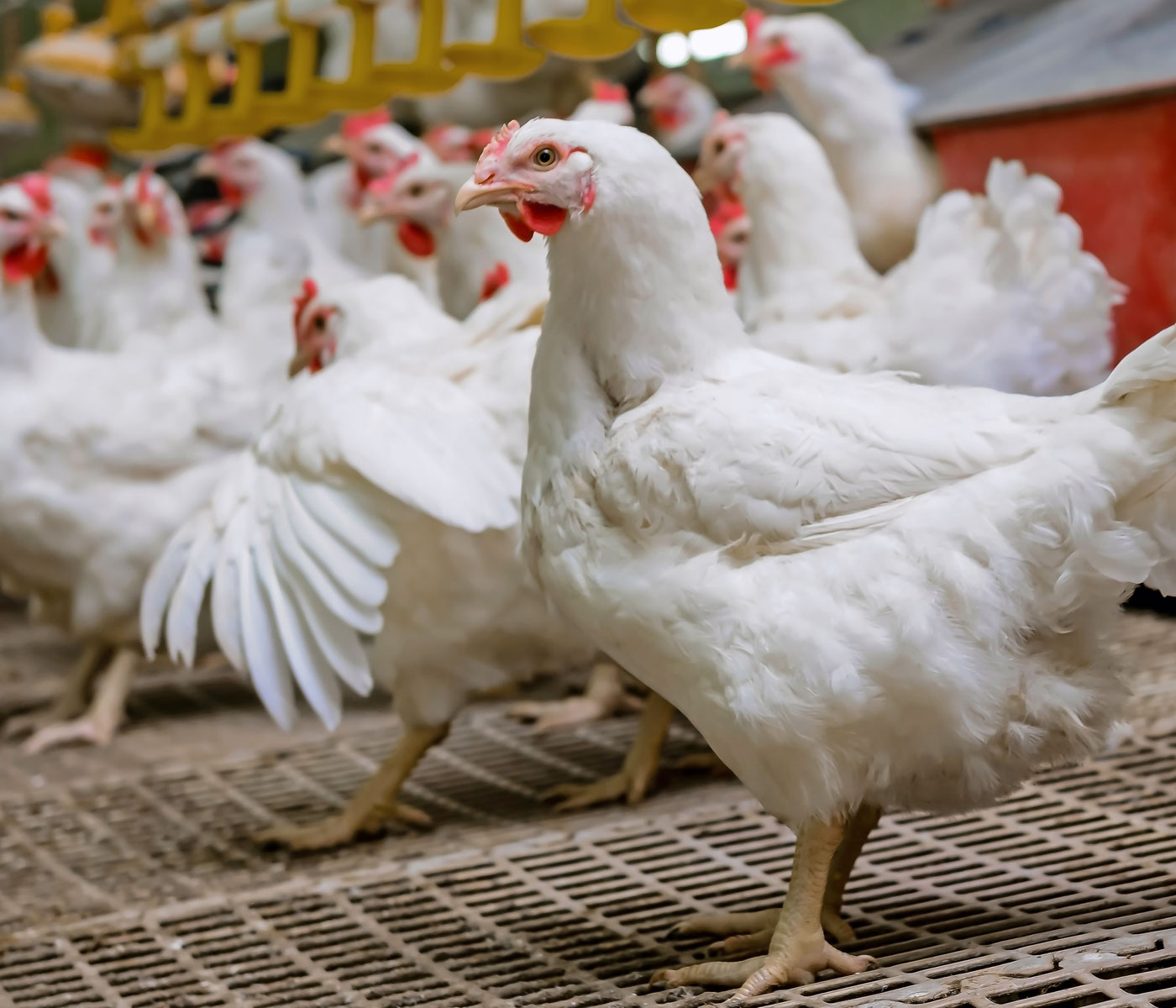 Cómo es la alimentación en granjas avícolas de reproductoras pesadas