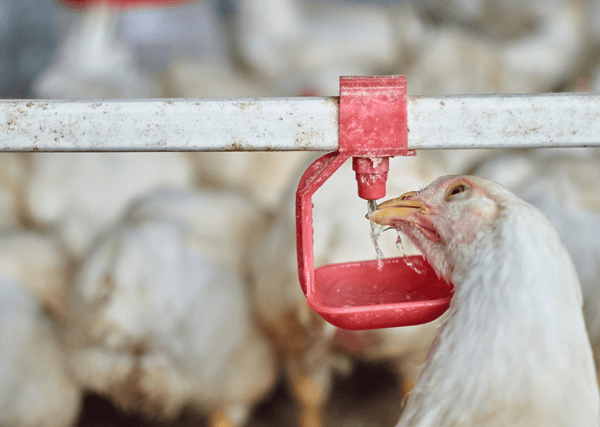 qualidade da água na avicultura