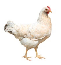 Pollos de crecimiento diferenciado, ¿cómo debe ser su nutrición?
