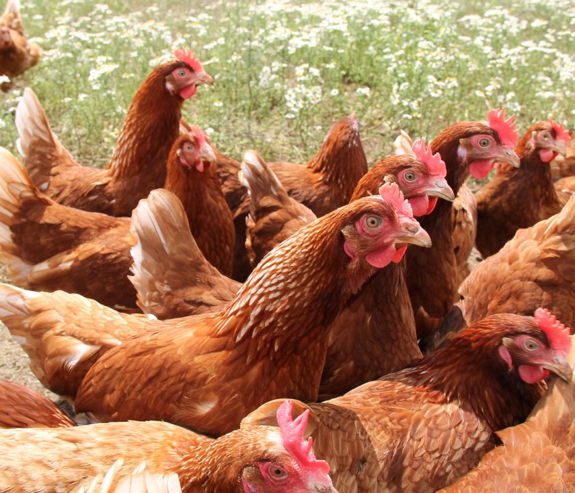 LYSOFORTE® EXTEND es ideal para gallinas ponedoras