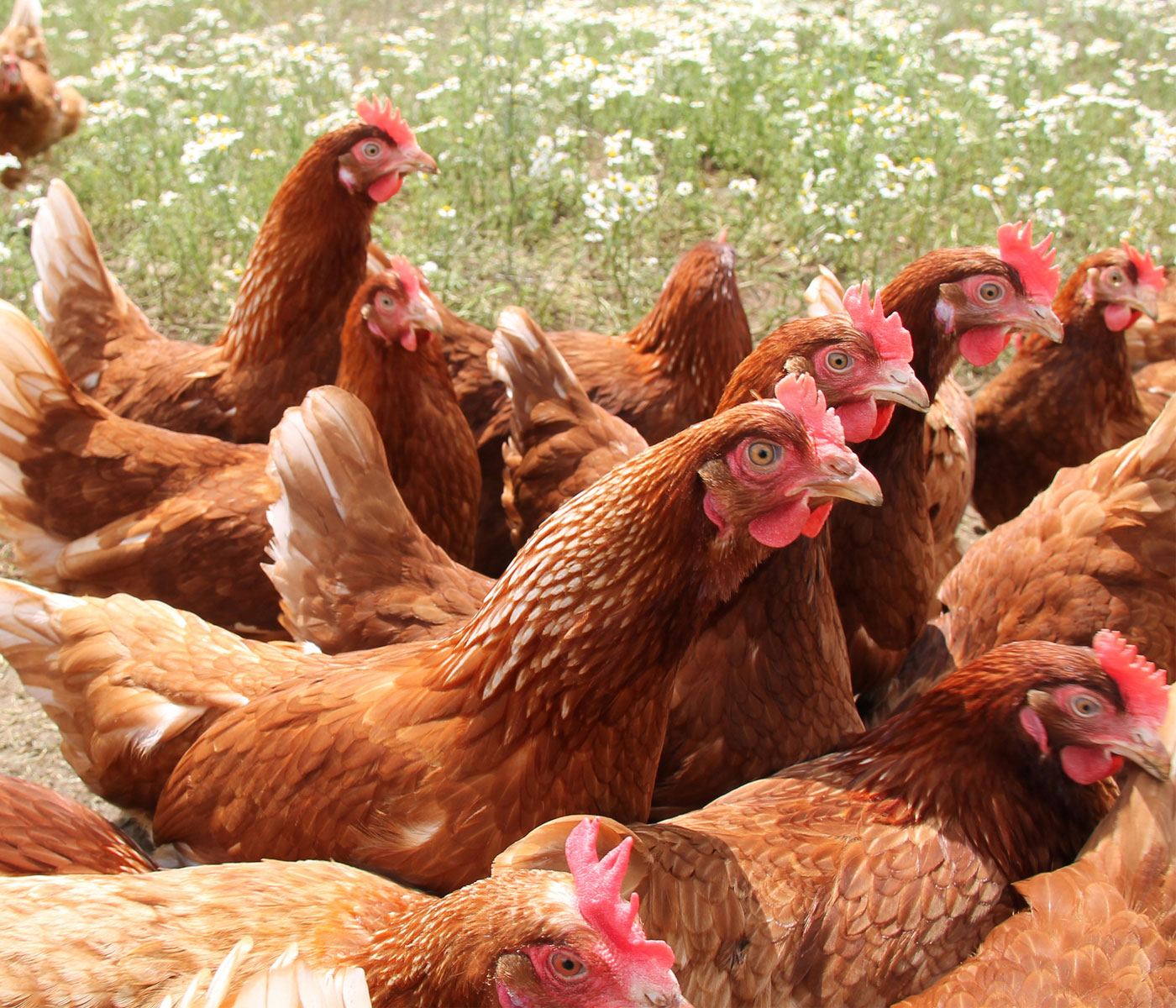 LYSOFORTE® EXTEND demuestra un rendimiento productivo superior en gallinas ponedoras...