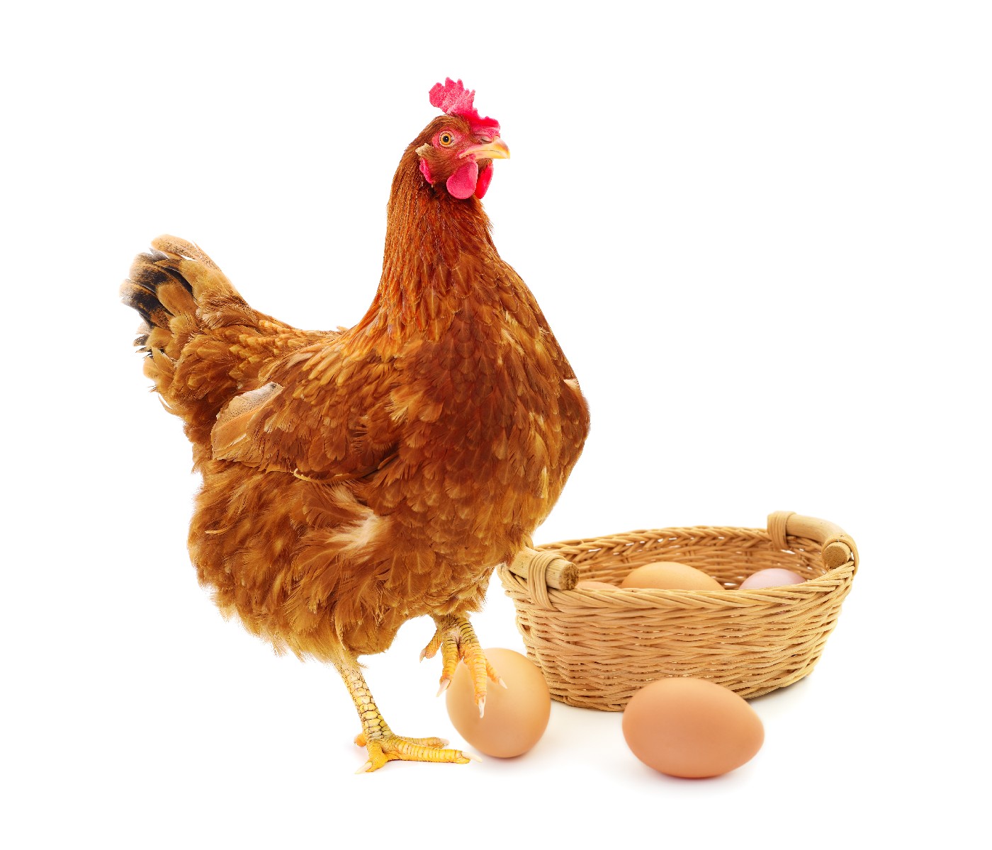 ¿Cómo obtener mayor producción de huevos usando modelos matemáticos?