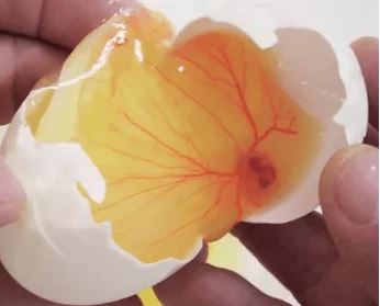 incubación cámara huevo 