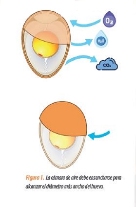 incubación cámara aire huevo