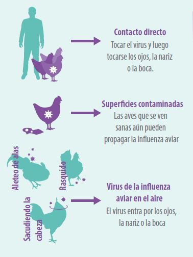 influenza aviar zoonosis