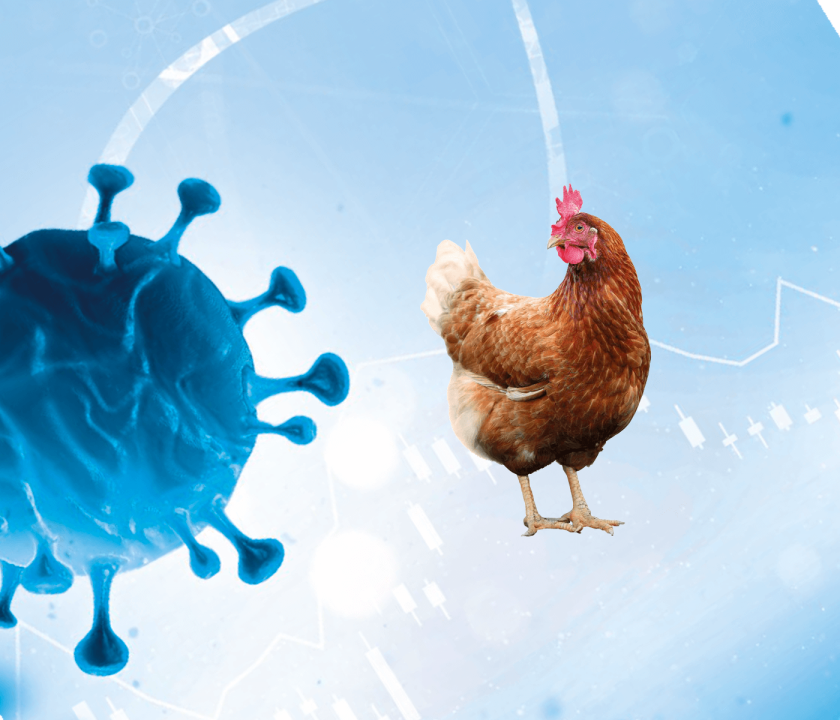 Influenza aviar en ponedoras comerciales, casos clínicos