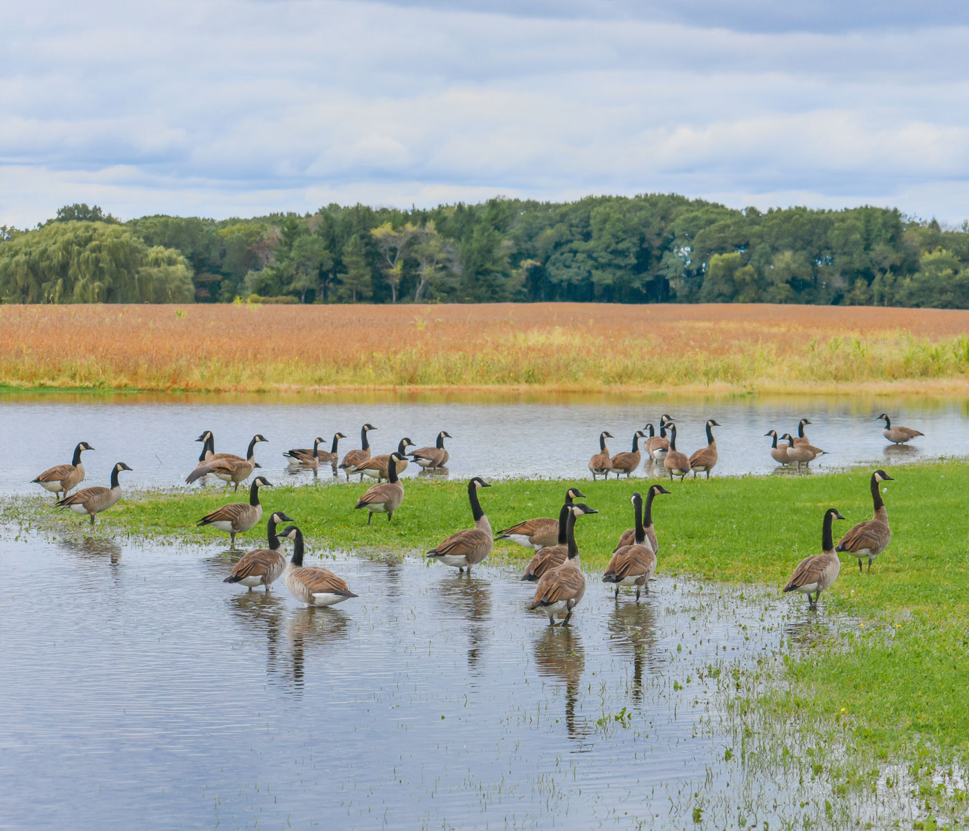 Canada 2025 goose valladolid