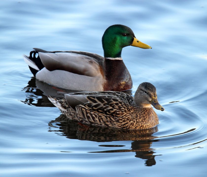 Entre aves acuáticas y aves de corral aumentan casos de GAAP