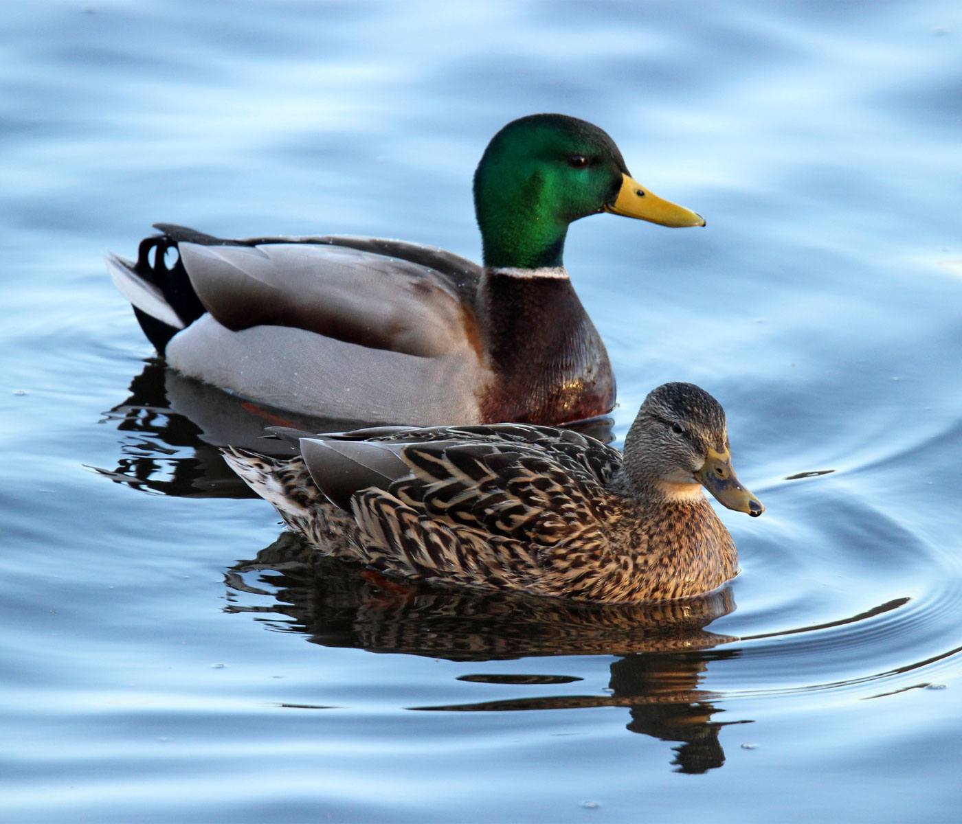 Incrementan los casos de gripe aviar en aves de corral y aves acuáticas