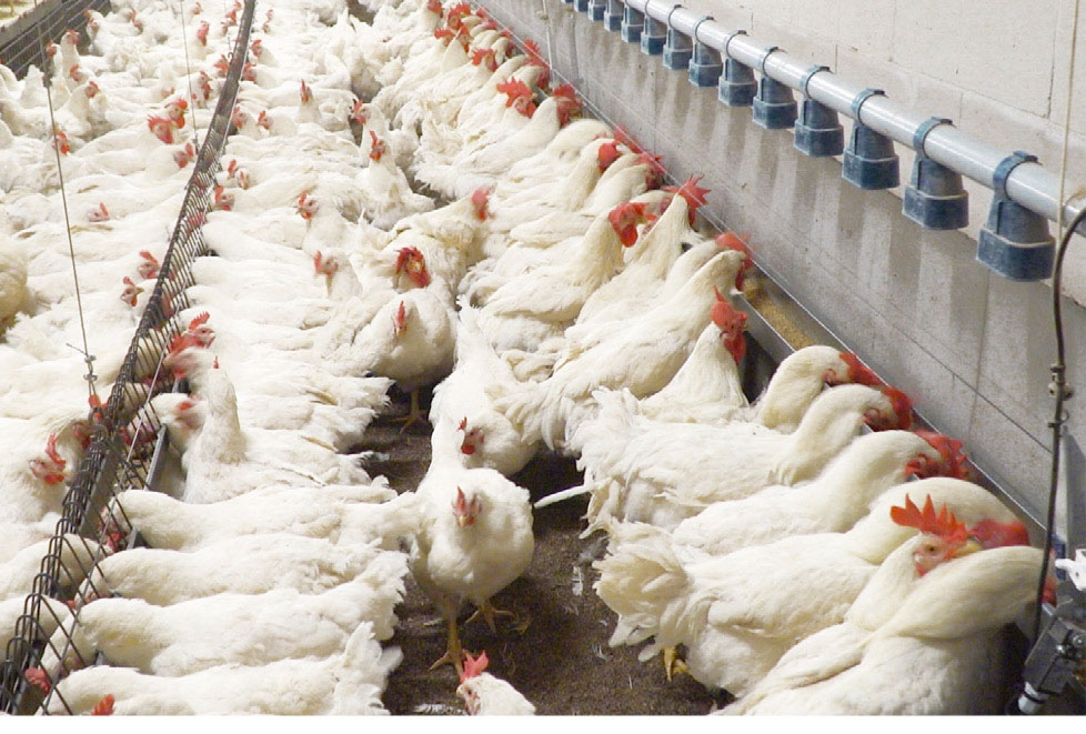 Alimentación para gallinas de reproductoras pesadas