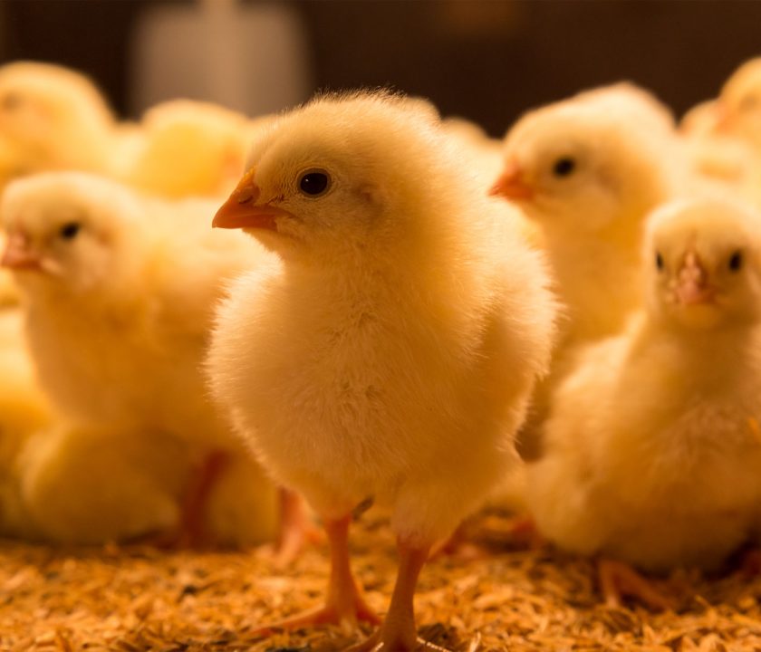 Golda, las nuevas gallinas que solo crían hembras