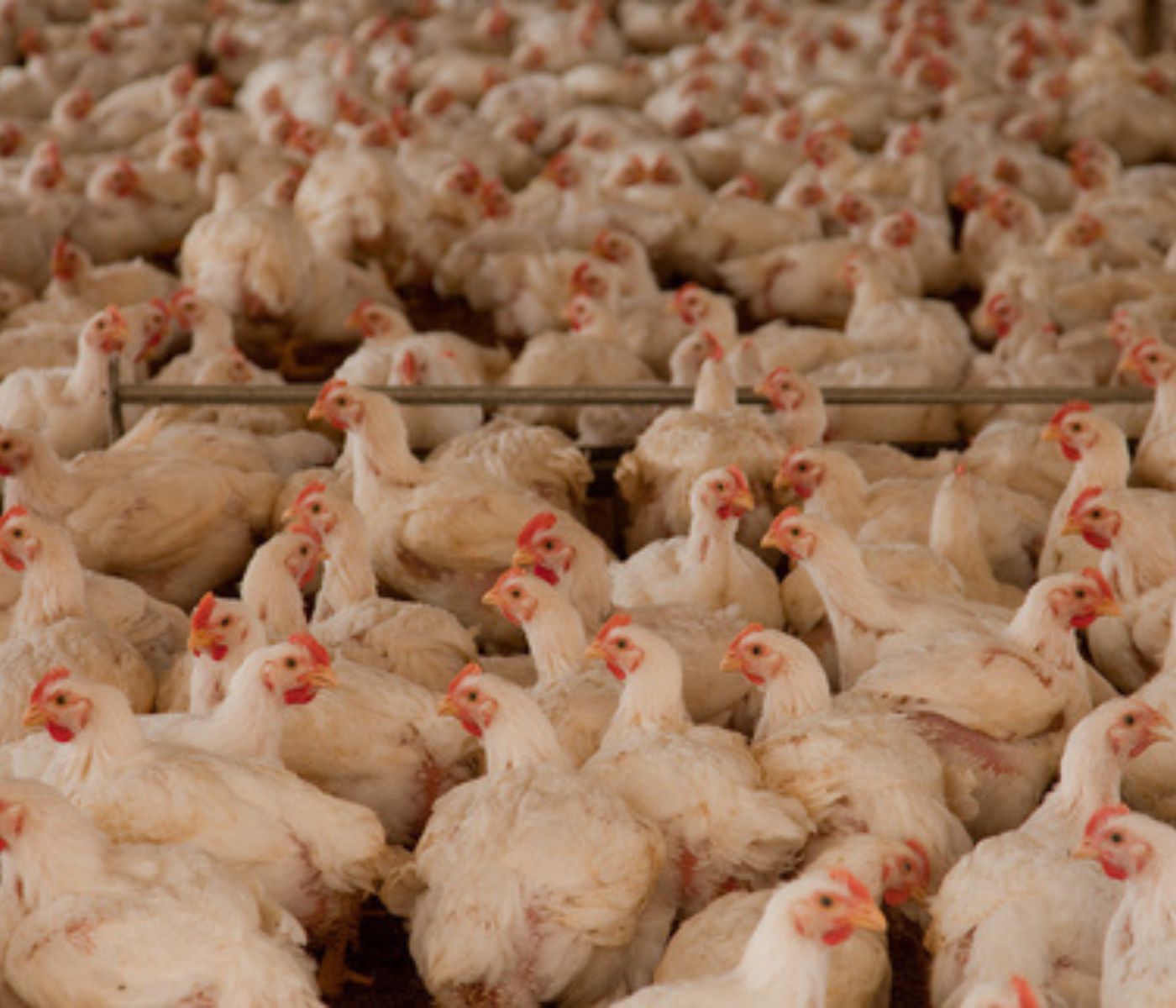 Rabobank: Perspectives of poultry quarterly Q1 2023