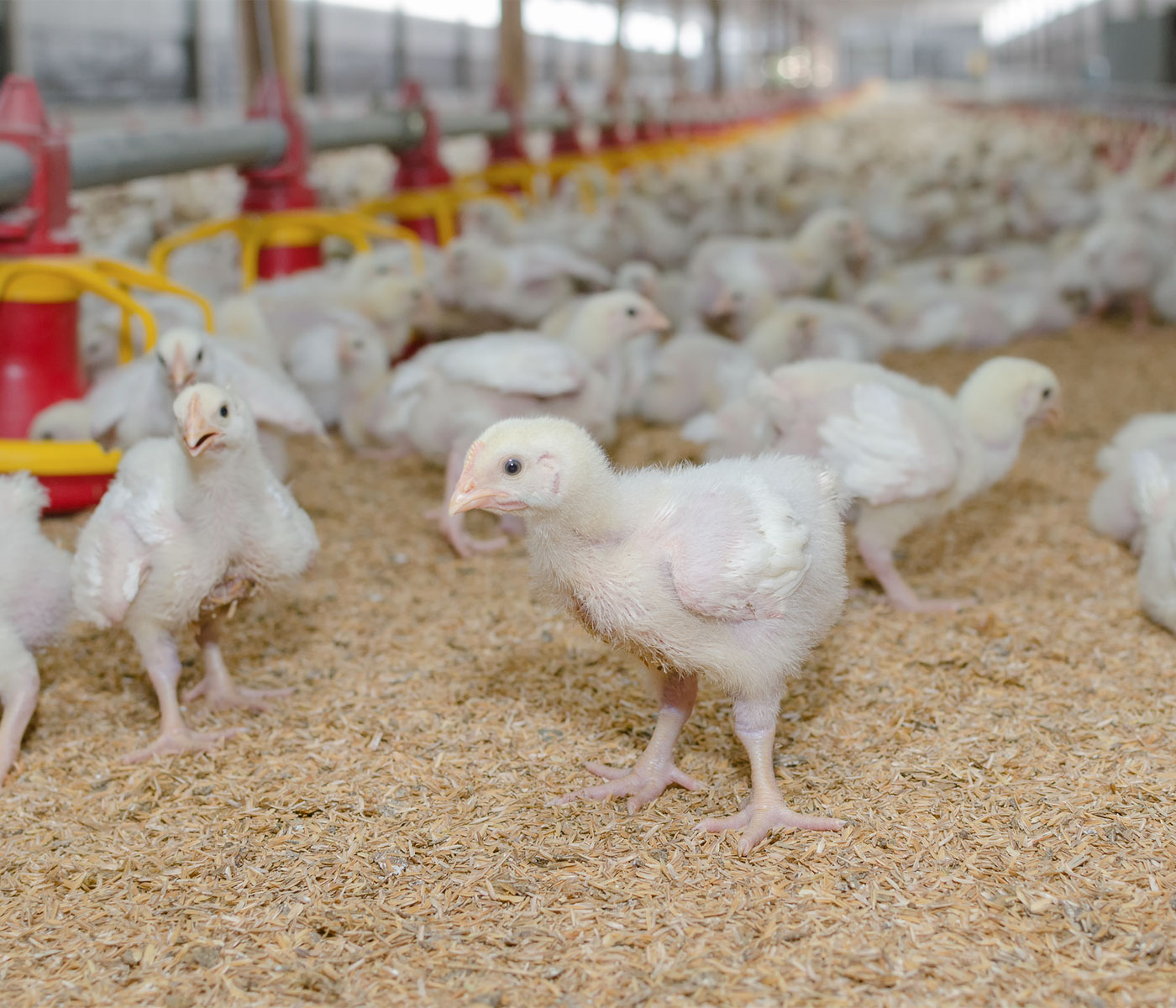 La avicultura europea pone el foco en la sostenibilidad