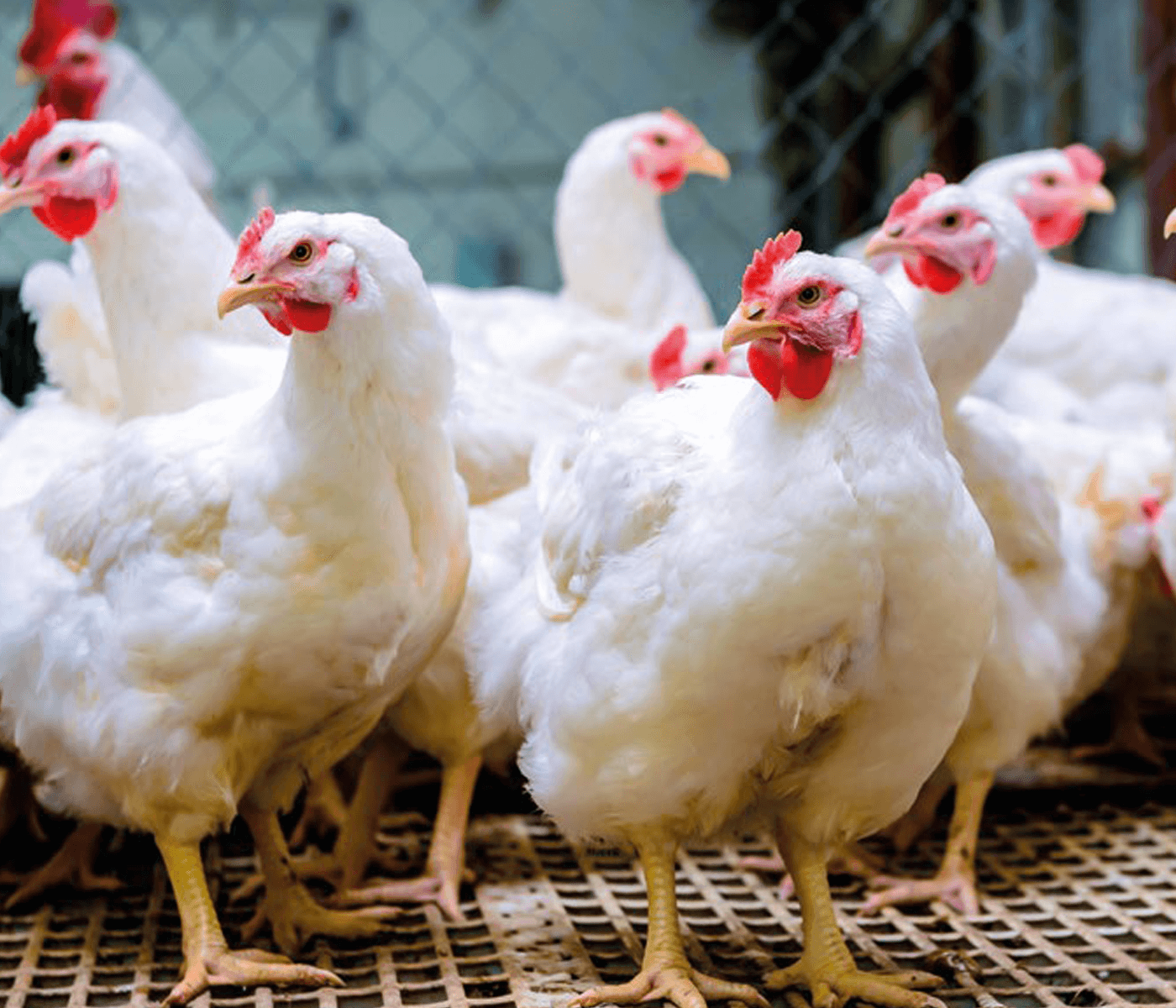 Importancia de la distribución a la hora de la alimentación de pollitas reproductoras pesadas sobre la uniformidad  -Parte 1-