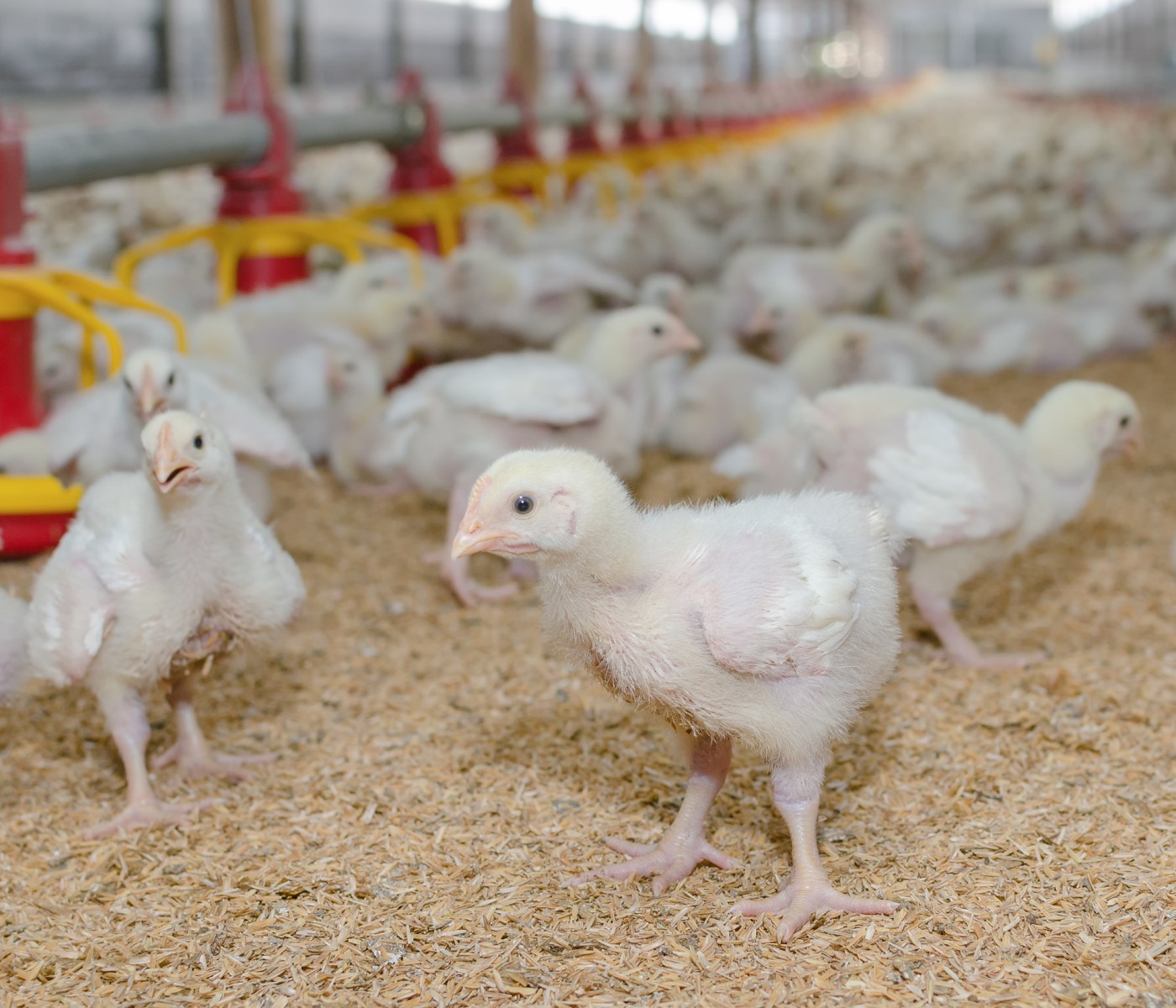 Sector avícola colombiano evidencia un crecimiento del 2,9% al finalizar este 2022