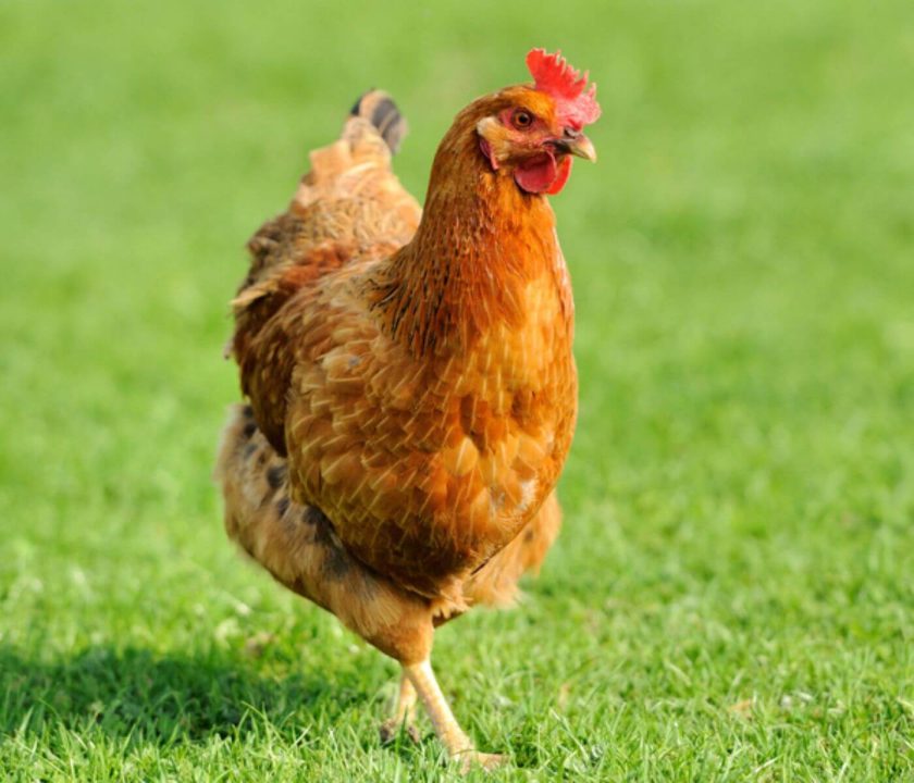research-turf-manure- cage-free systems