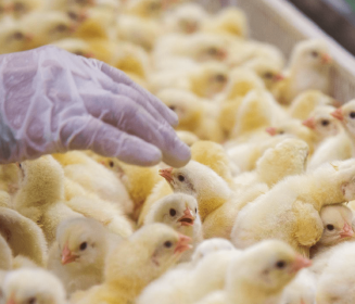 Imagen Revista Administración en incubadora de una vacuna viva de Salmonella typhimurium en pollos de engorde