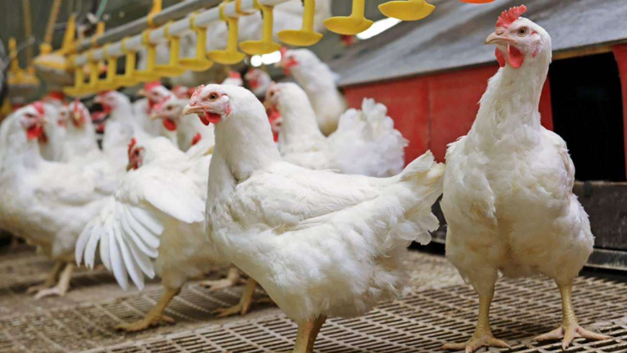 Vietnam has earned 361 million USD from exporting poultry