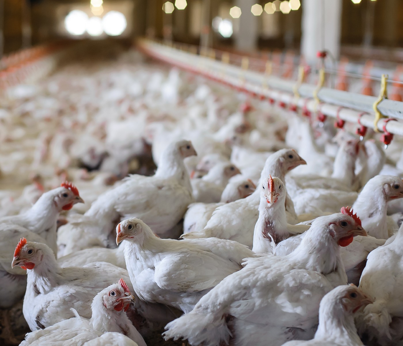 APA se pronuncia frente a la crisis peruana que golpea a la industria avícola y a la nación