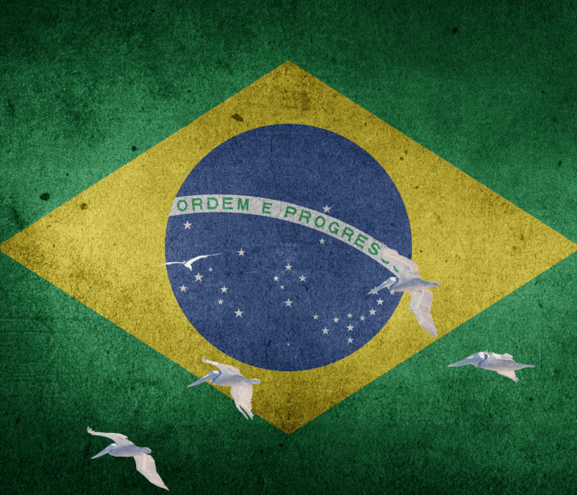 Brasil reforça barreiras contra influenza aviária