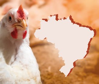 Iamgen Revista Changes and challenges in Brazilian broiler nutrition in the last five years
