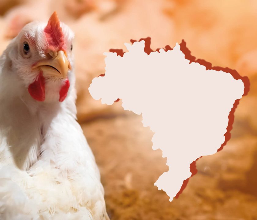 Changes and challenges in Brazilian broilers