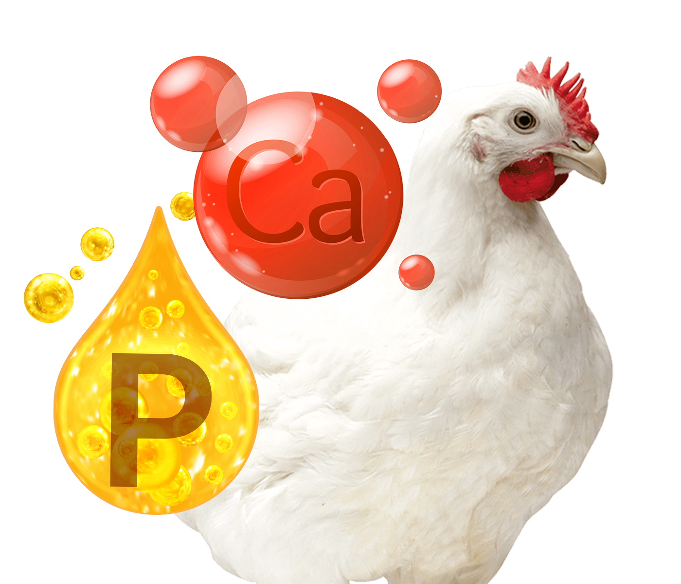 Calcium and Phosphorus. A necessary balance in broiler diets