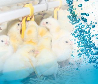 Imagen Revista Controlling water temperature during brooding