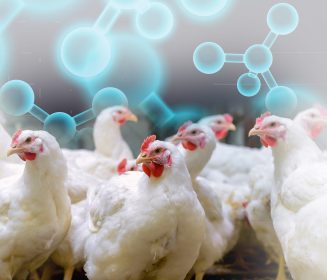 Iamgen Revista Mejorando la utilización de calcio y fósforo en el pollo de engorde moderno